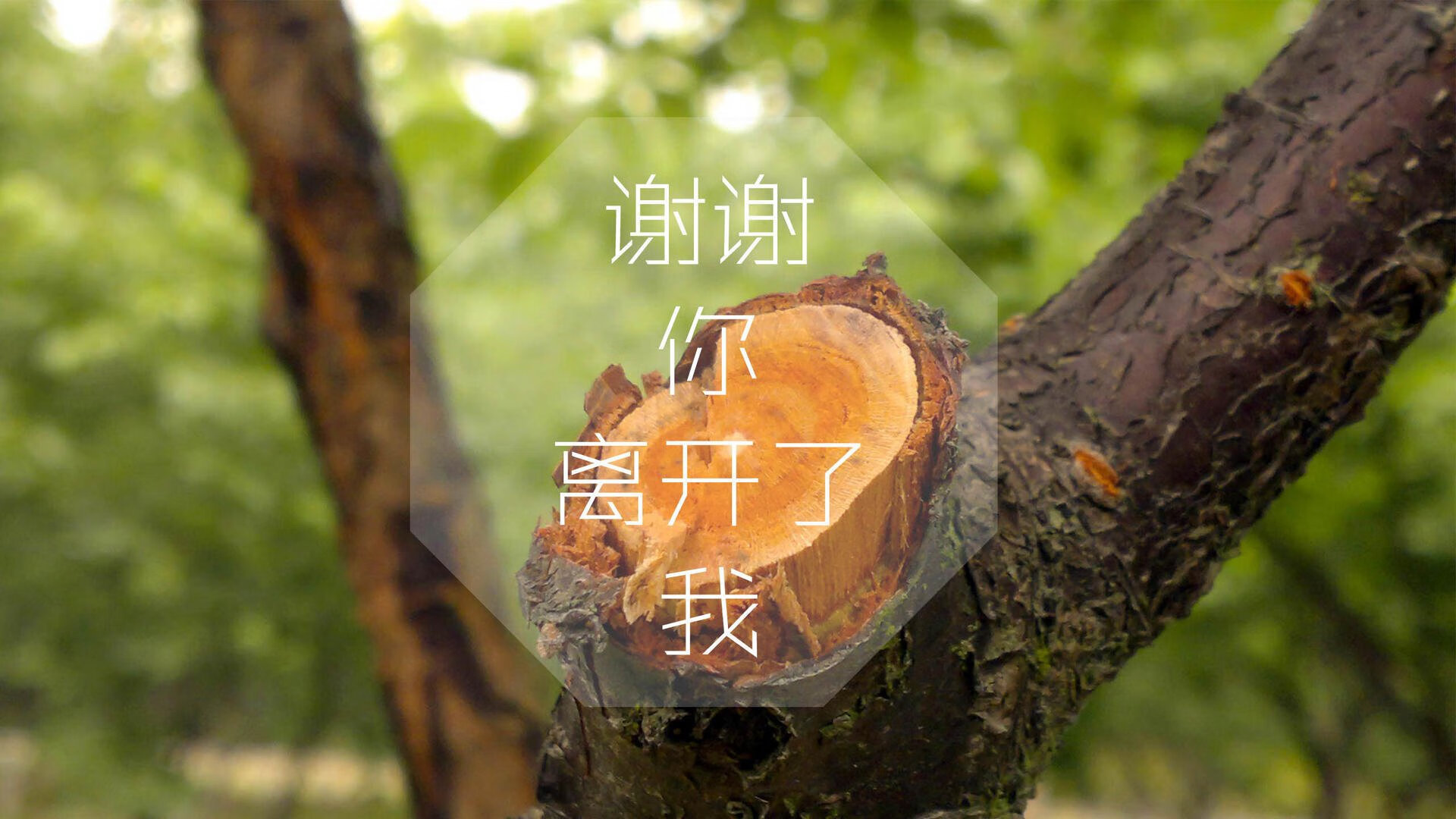 -意大利女足队员突破重重困难，冲向胜利，意大利女足比赛中断