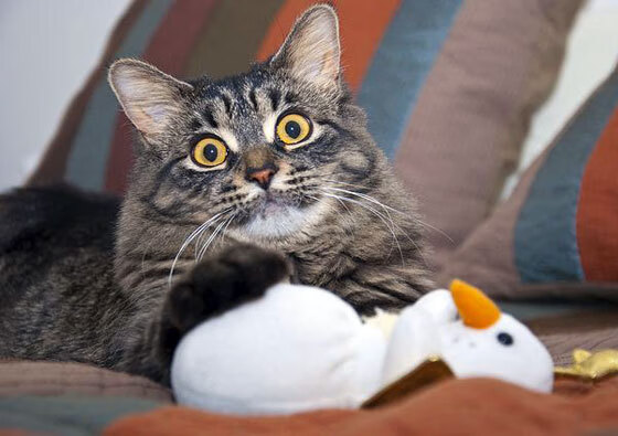 战队推广电竞教育项目合作高校开设课程,电竞战队宣传片