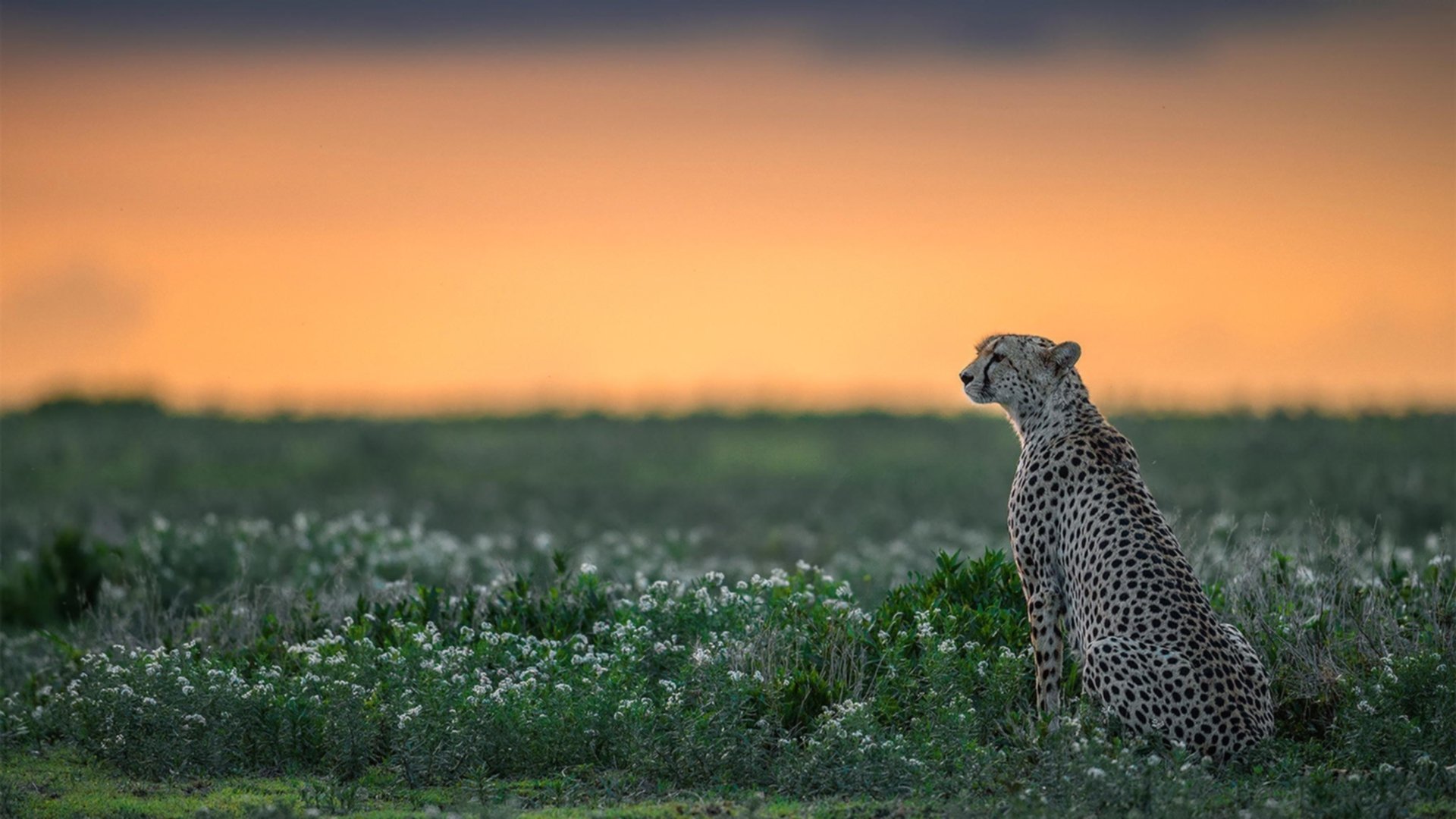 田径训练引进虚拟现实辅助教学,田径展示