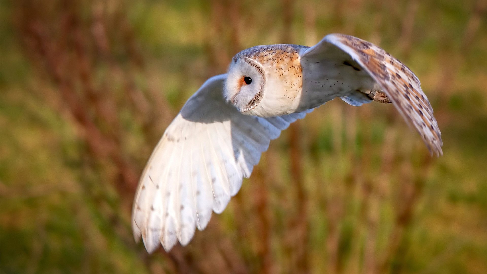 德甲策略变化:不断创新,令人期待!,德甲分析搜狐