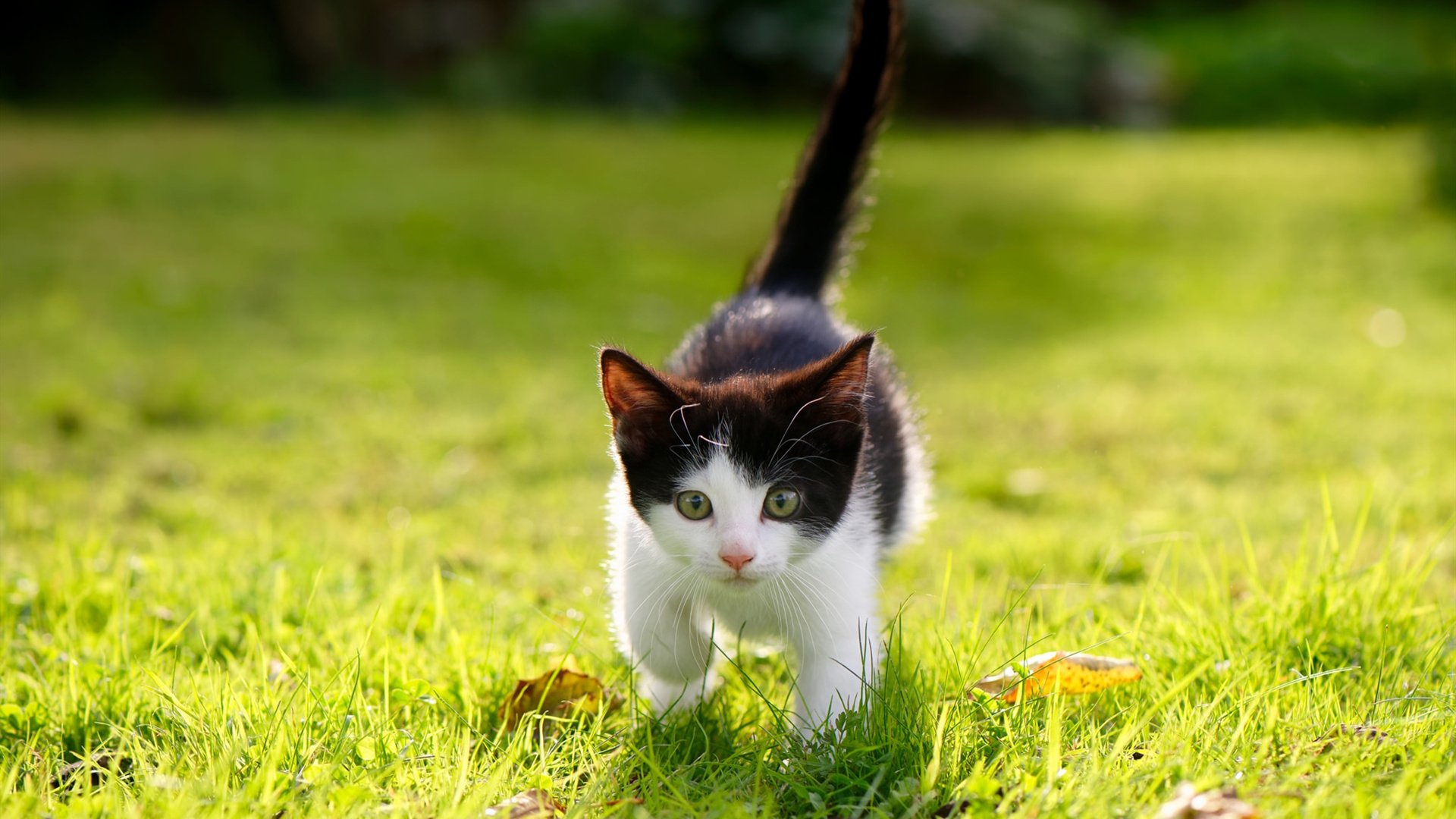 爱游戏下载-赫梅列夫斯基泳池中展现硬实力，梅赫里斯