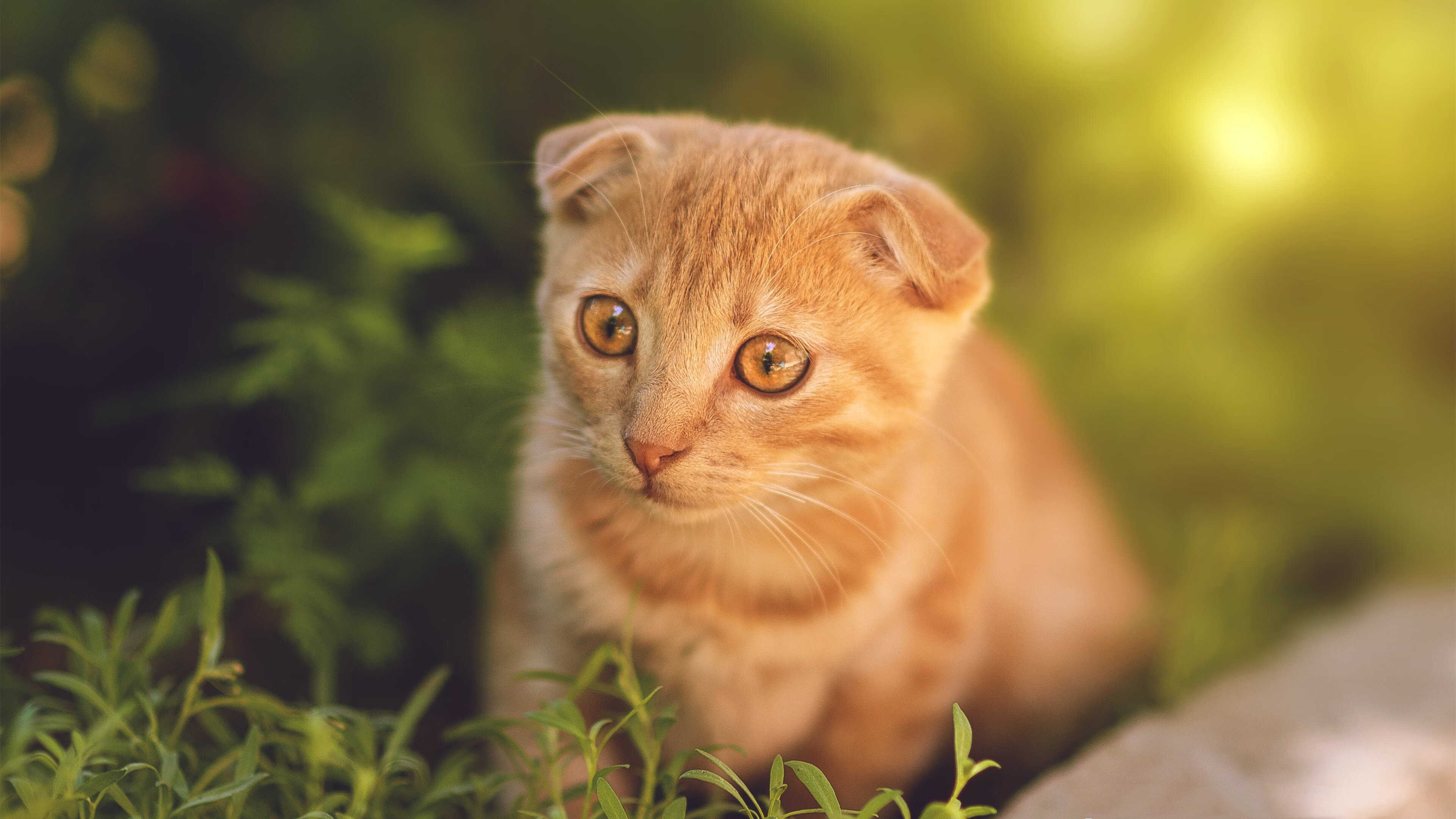 跳水高台项目奥地利完成高难组合,奥地利跳水运动员