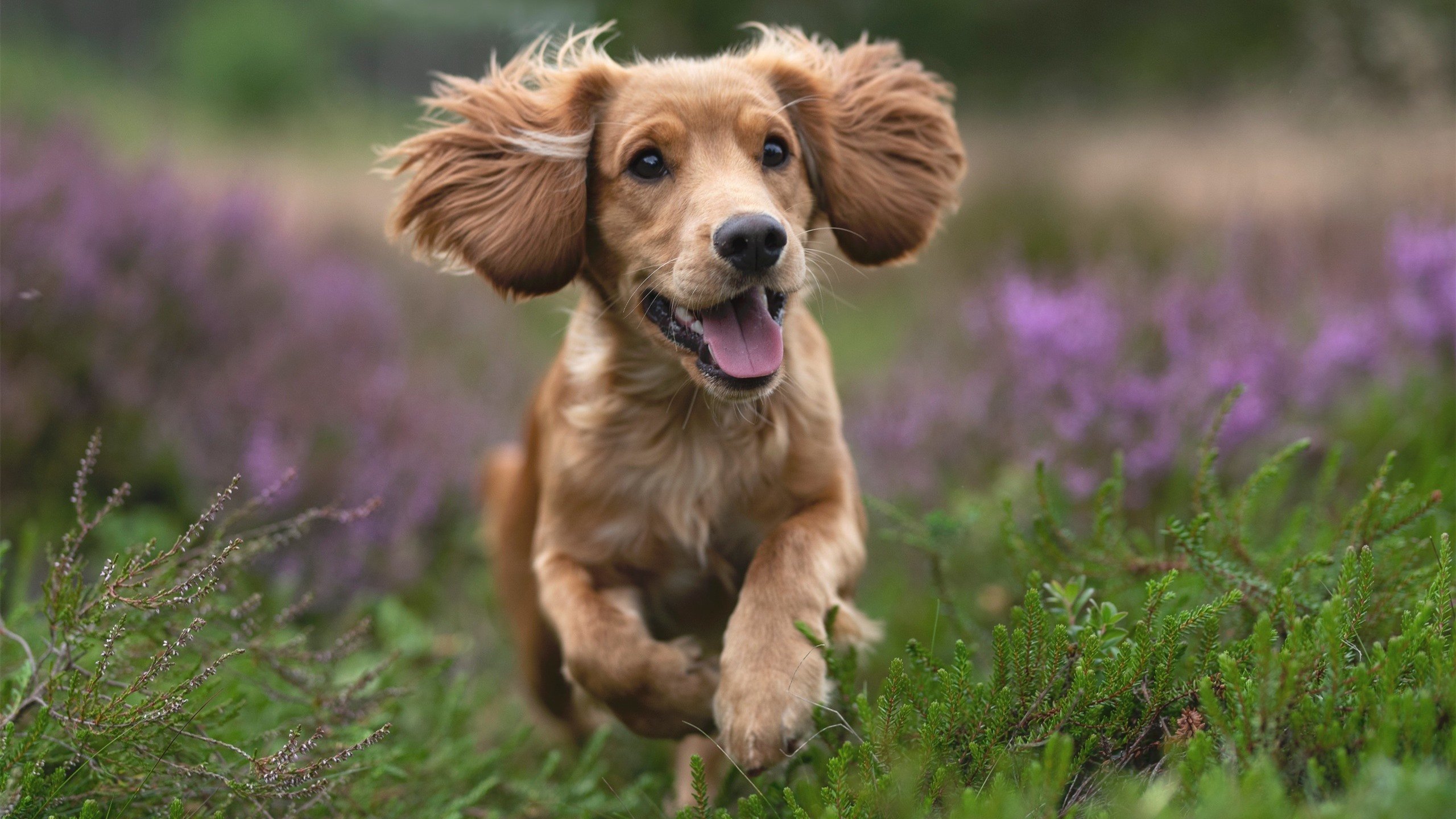 马尔代夫男篮在亚洲锦标赛中拼搏,迈向更高峰,马尔代夫男足最新情况