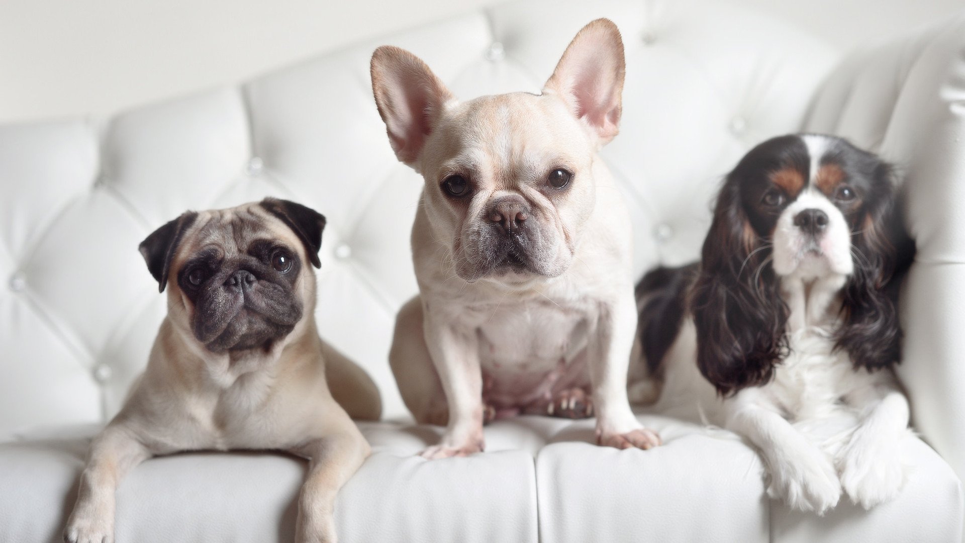 麦考的领导风范,成为全黑队历史的象征,麦考3个总冠军